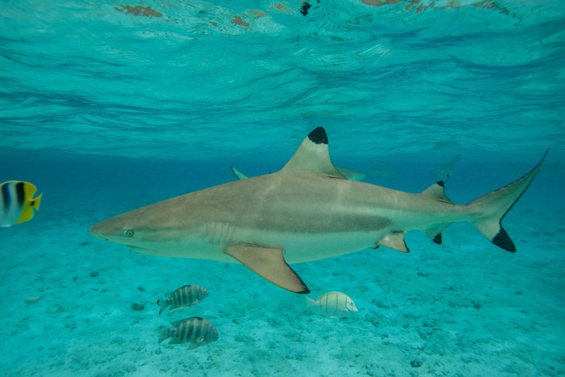 Carcharhinus Altimus