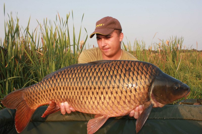 Дикий Карп
