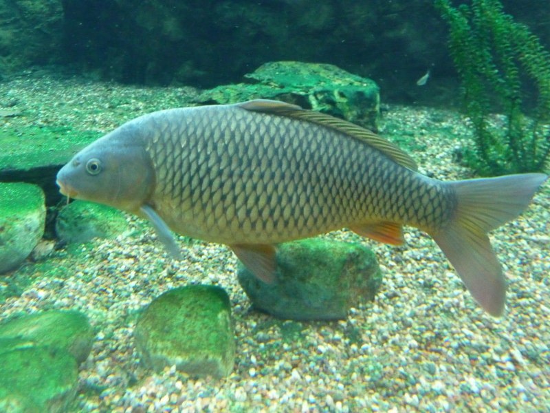 Сазан (Cyprinus Carpio)