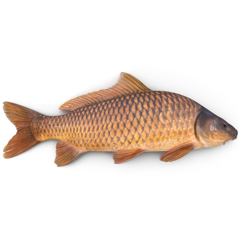 Сазан (Cyprinus Carpio)