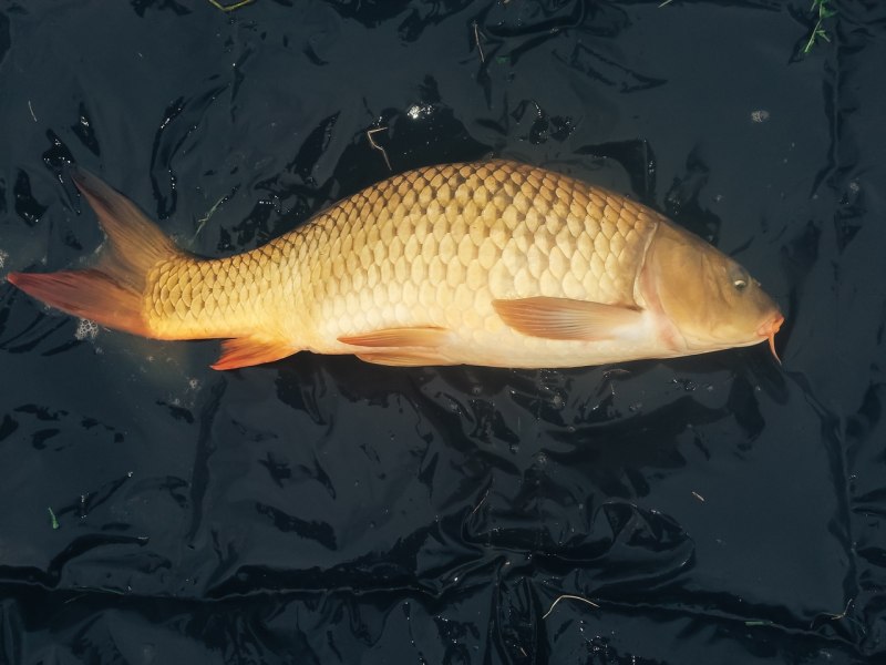 Карп обыкновенный – Cyprinus Carpio