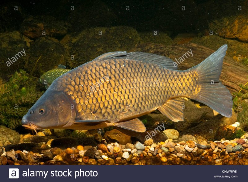 Сазан (= Карп обыкновенный) – Cyprinus Carpio