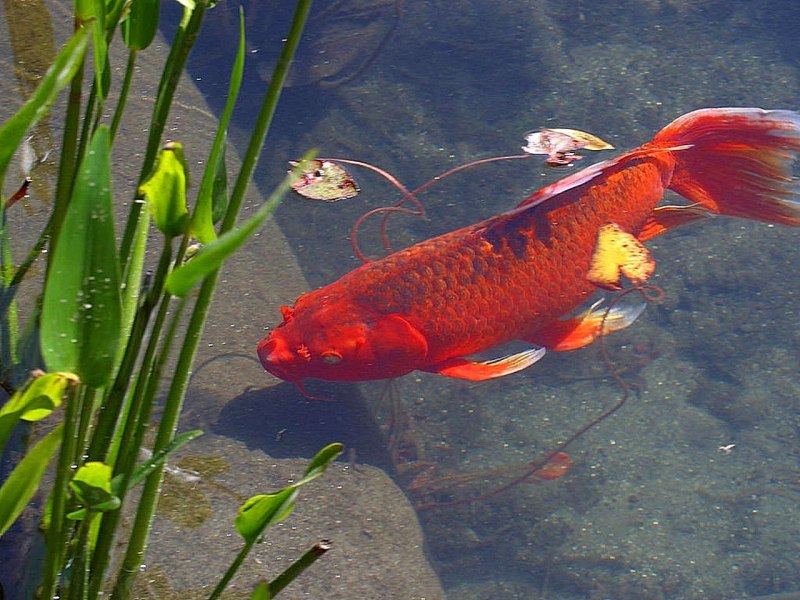 Карп-кои (Cyprinus Carpio) аквариум