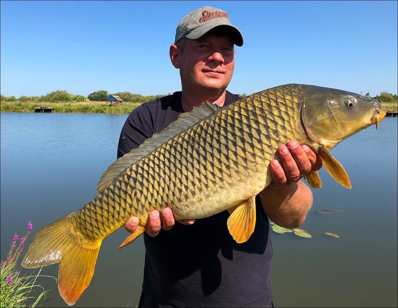 Карп обыкновенный – Cyprinus Carpio