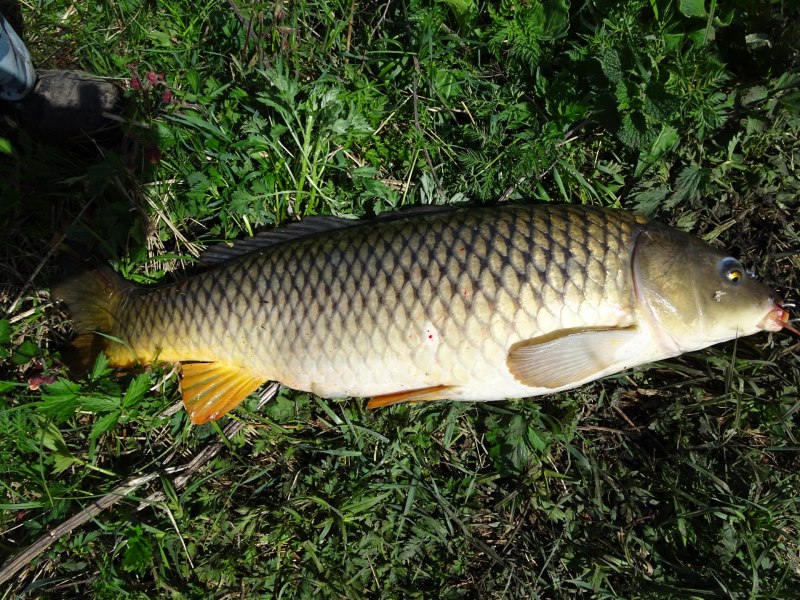 Сазан (Cyprinus Carpio)