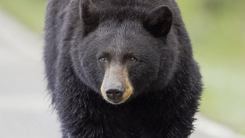 Медвежонок гималайского медведя