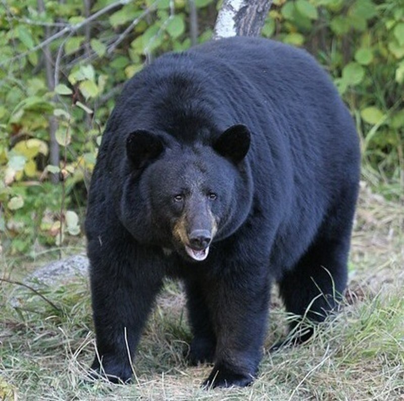 Big Black Bear