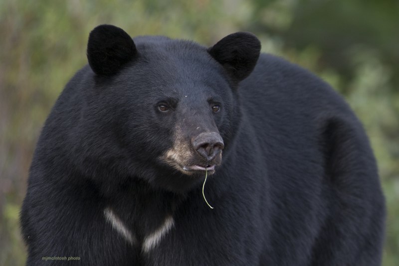 Барибал (Ursus americanus) Медвежонок