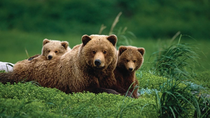 Бурый медведь (лат. Ursus arctos)