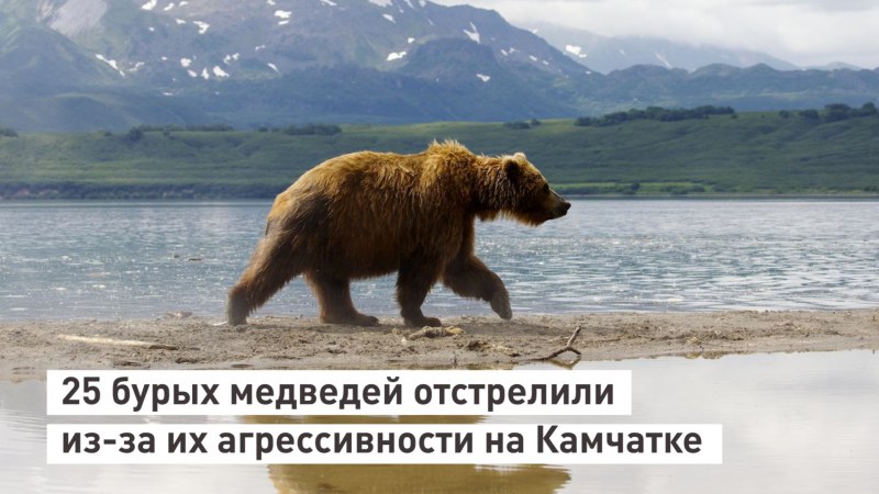 Уссурийский бурый медведь