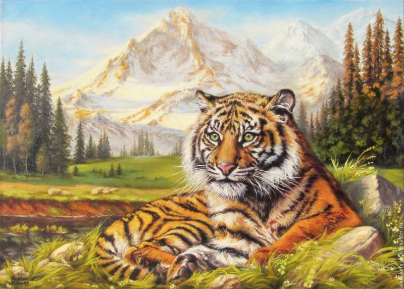 Лапа Амурского тигра