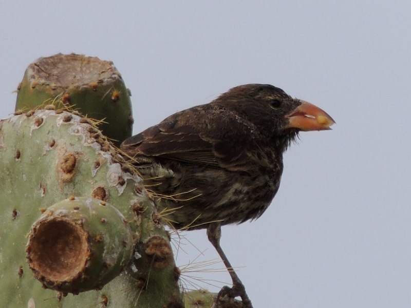 Geospiza conirostris