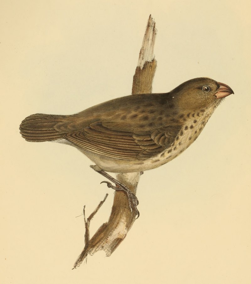 Юрок (fringilla montifringilla)