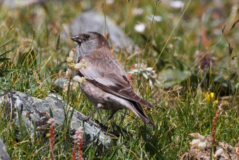 Darwin Finches