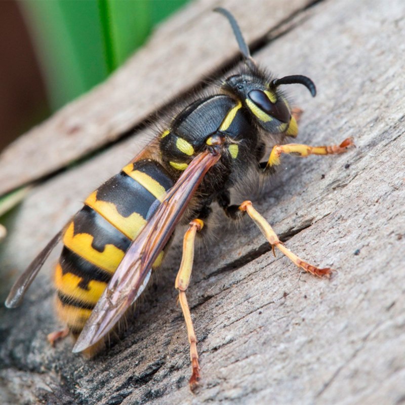 Wasp Оса