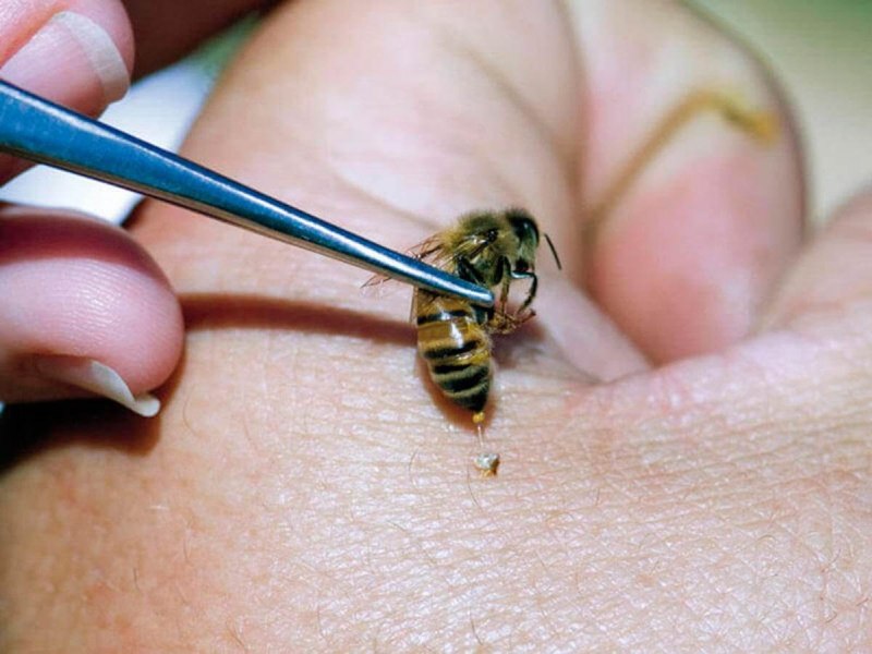 Vespa mandarinia Шершень