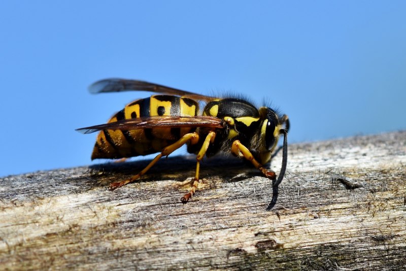 Wasp Оса