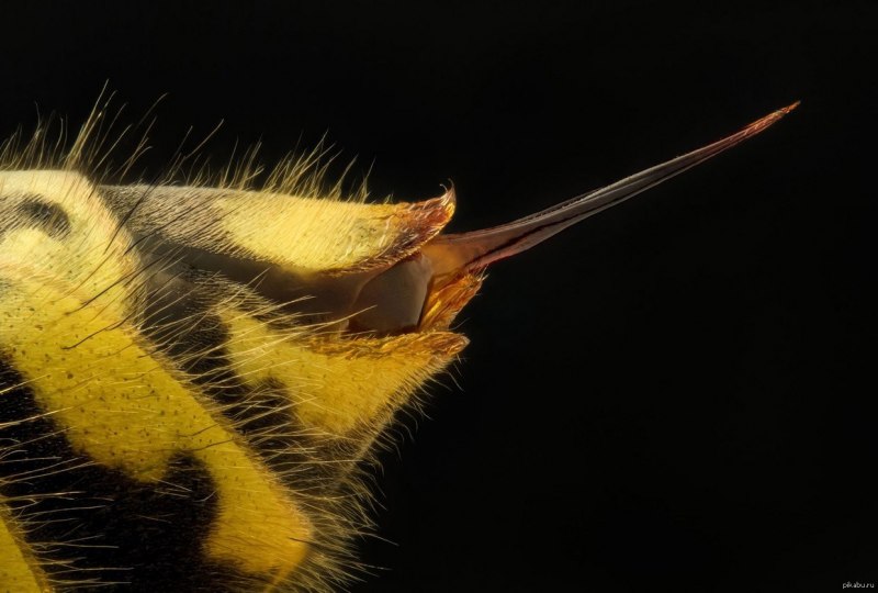 European Wasp