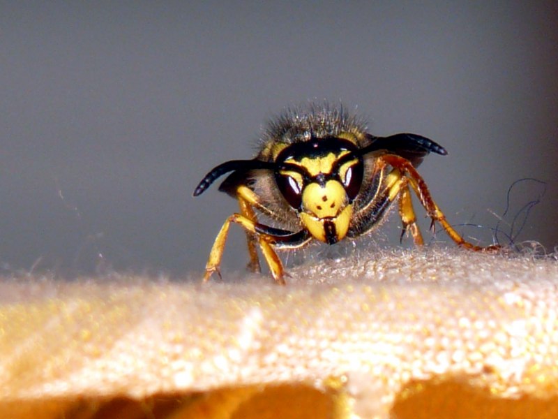 Bee Wasp лысый Шершень