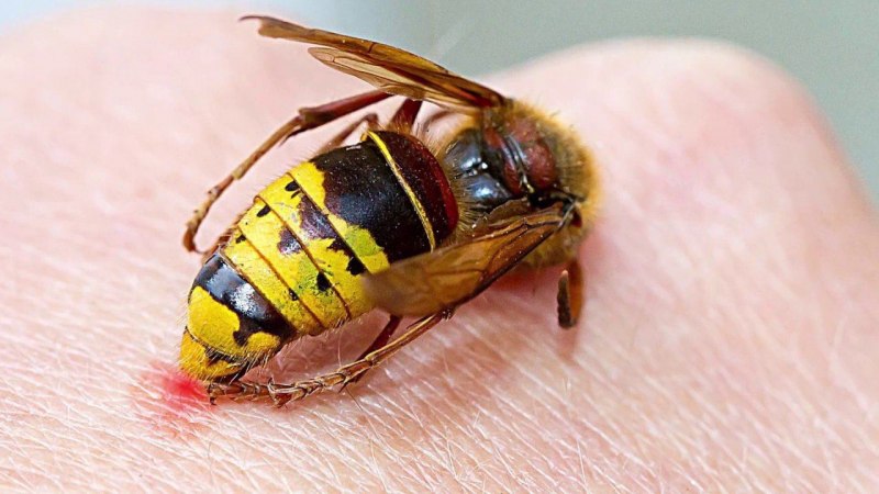 Wasp насекомое