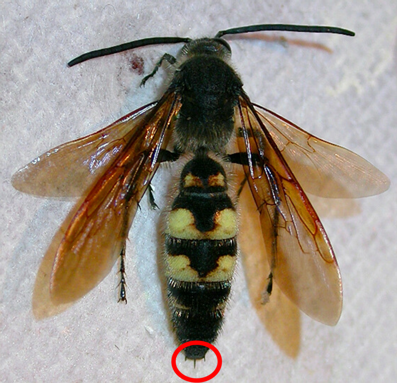Wasp Stinger