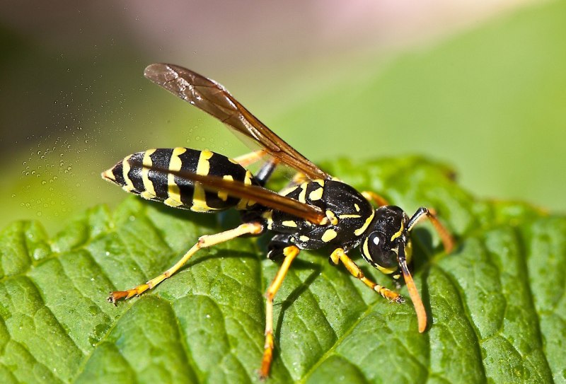 Тандем Wasps