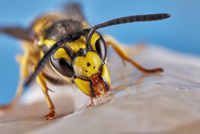 Осы Vespula vulgaris