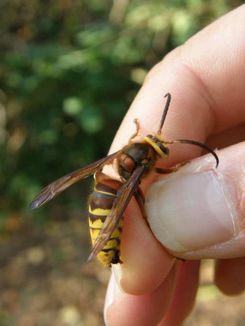 Vespula Rufa