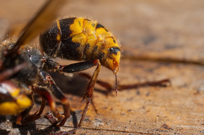 Mud Dauber Оса