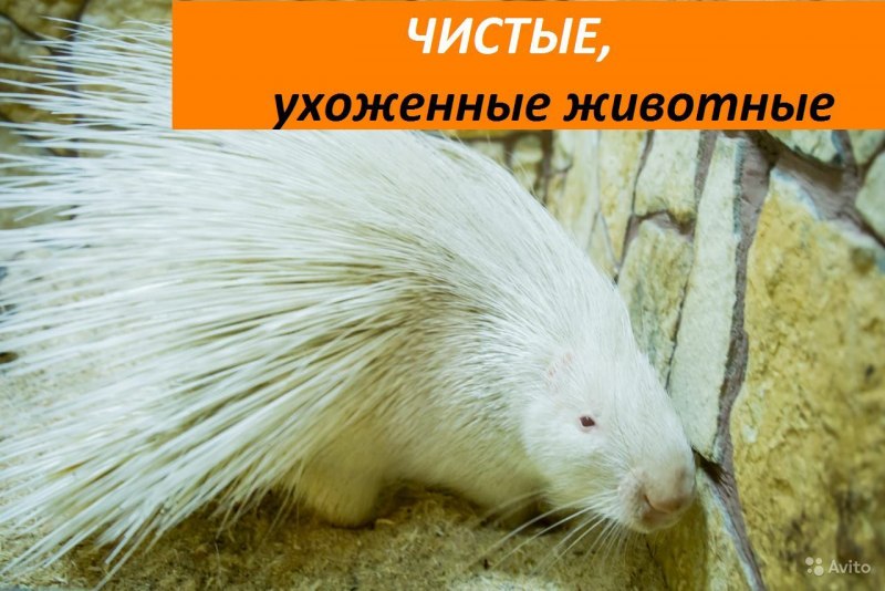 Белый Дикобраз