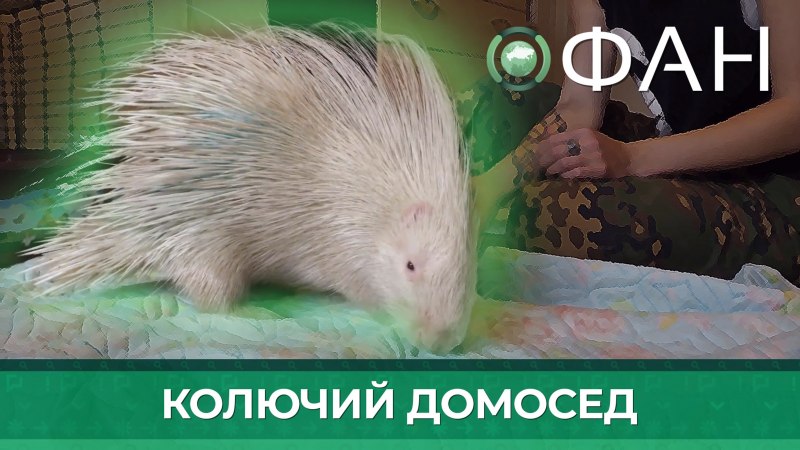 Среднеазиатский Дикобраз