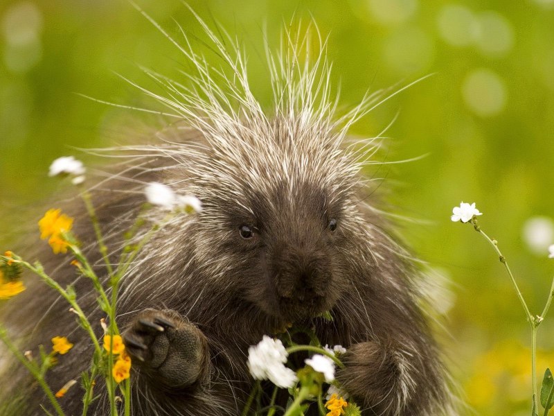 In Absentia Porcupine