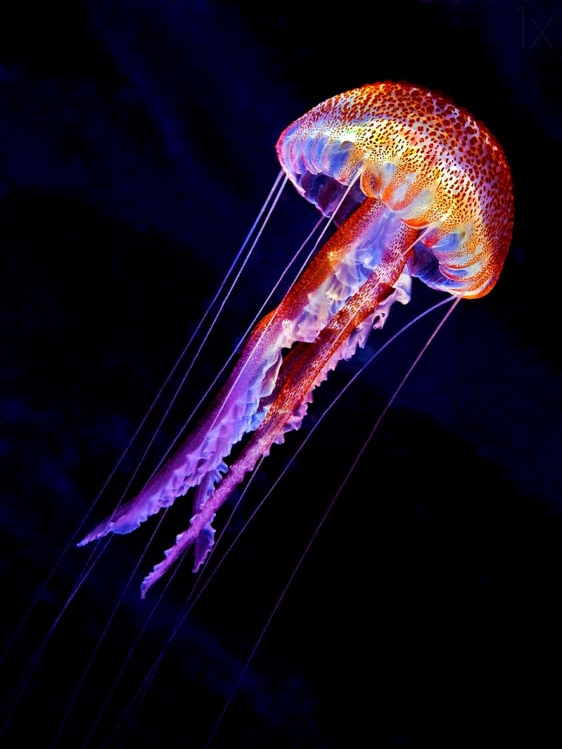 Пелагия ночесветка (Pelagia Noctiluca)