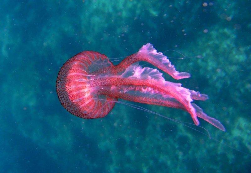 Пелагия ночесветка (Pelagia Noctiluca)