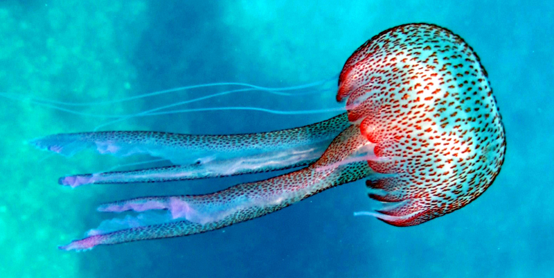 Пелагия ночесветка (Pelagia Noctiluca)