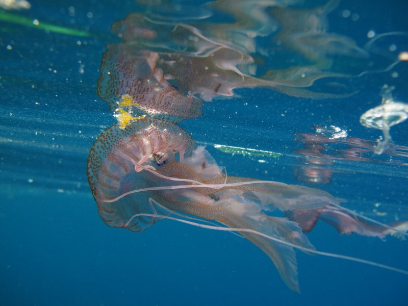 Пелагия ночесветка (Pelagia Noctiluca)
