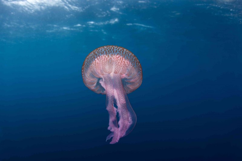 Пелагия ночесветка (Pelagia Noctiluca)