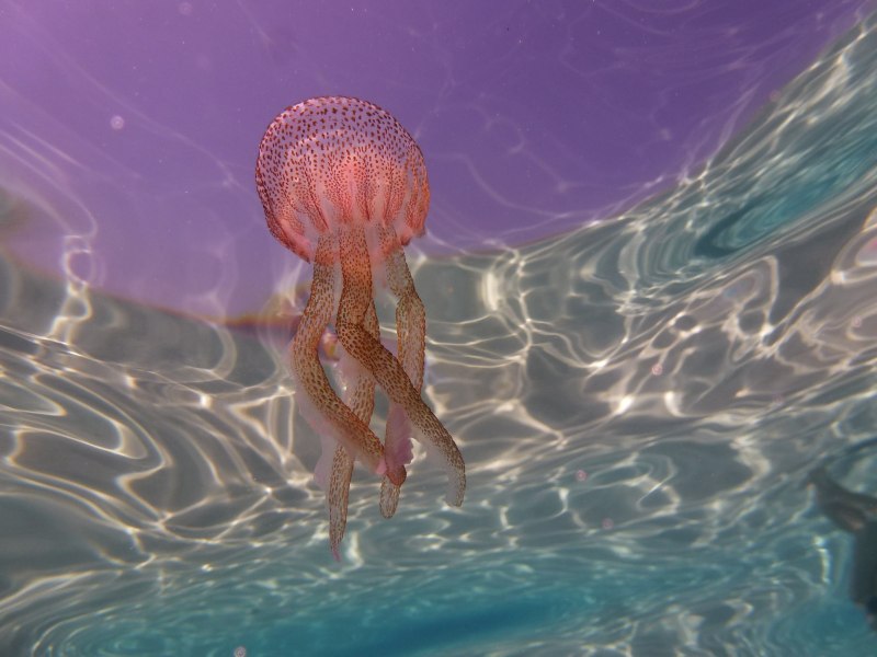 Helms Alee "Noctiluca, CD"