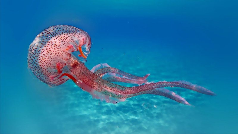 Медуза пелагия (67 фото)