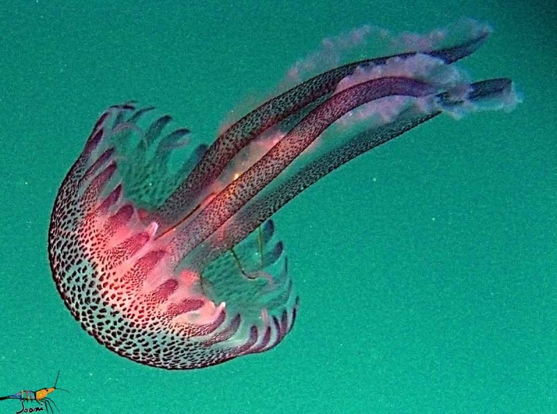 Пелагия ночесветка (Pelagia Noctiluca)