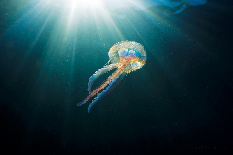 Медуза пелагия (Pelagia Noctiluca
