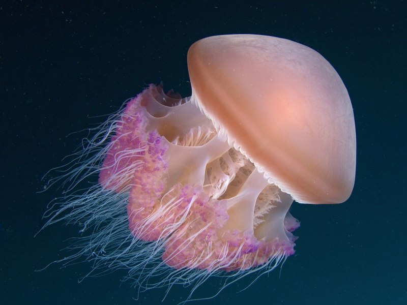 Pelagia kolotouros