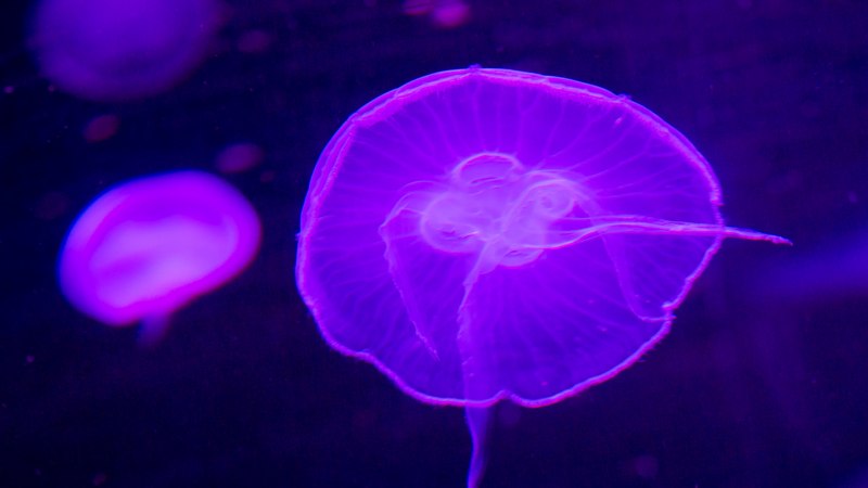 Медуза Раткея экворея пелагия