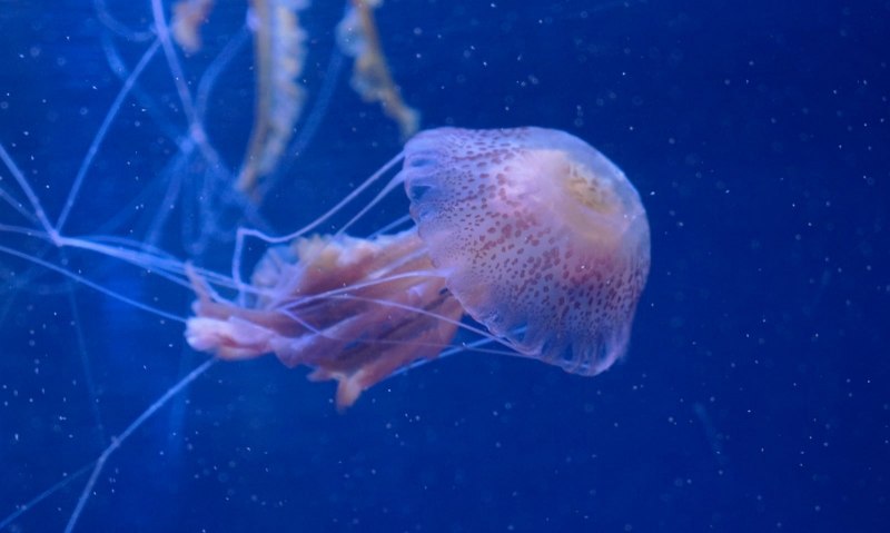 Морская ворвань медуза