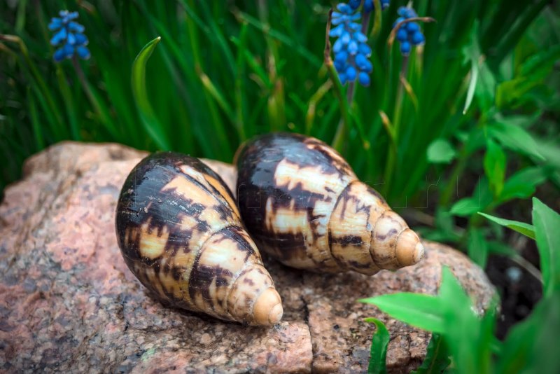 Archachatina marginata