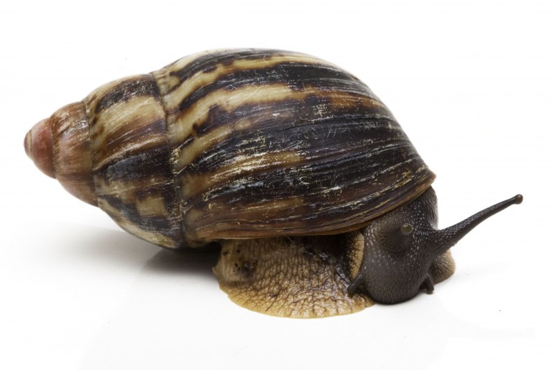 Archachatina marginata