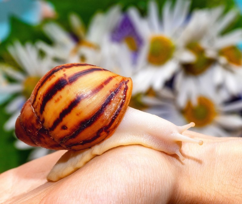Archachatina marginata var. Ovum