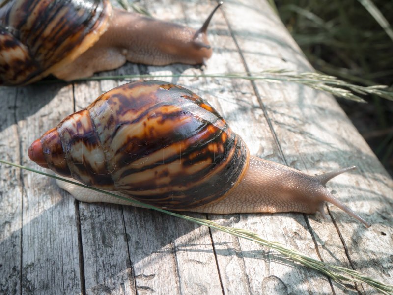 Archachatina marginata