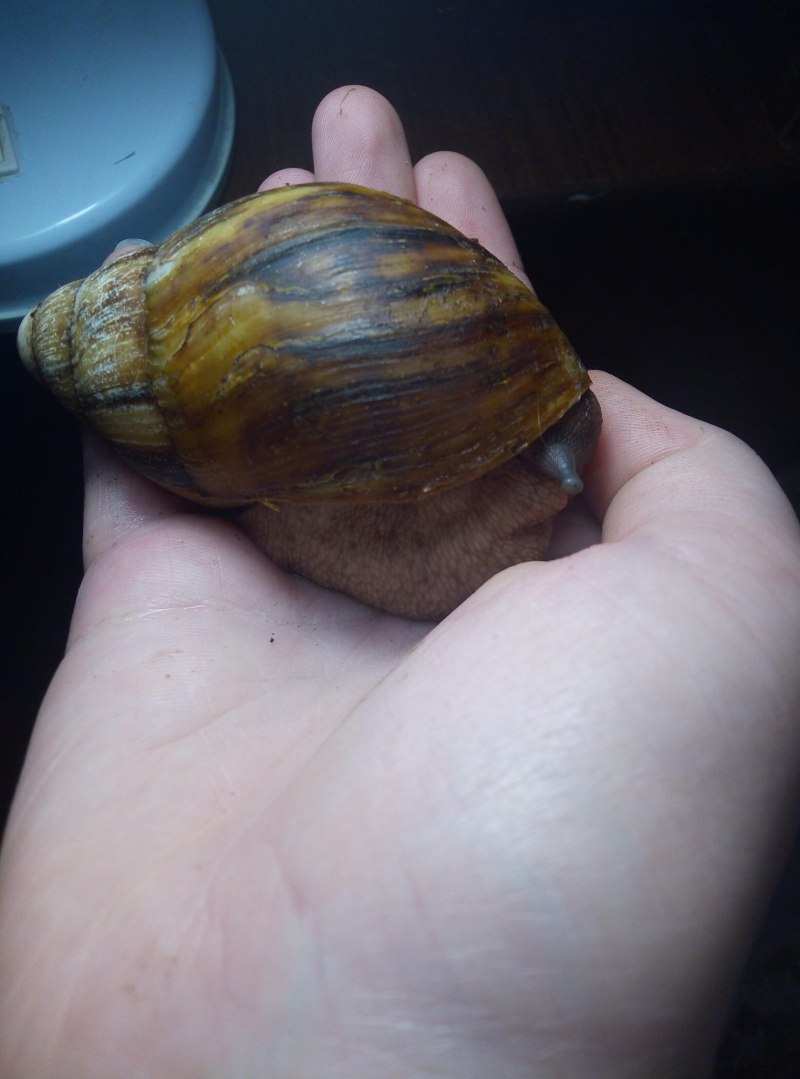 Archachatina marginata Ovum