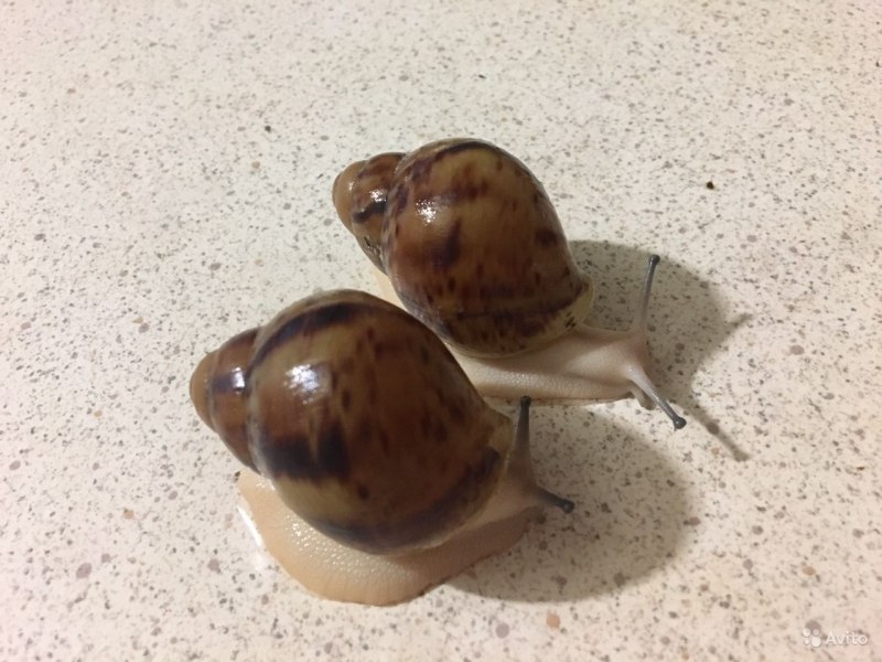 Archachatina marginata var. Ovum